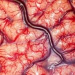 Anatomia do Cérebro