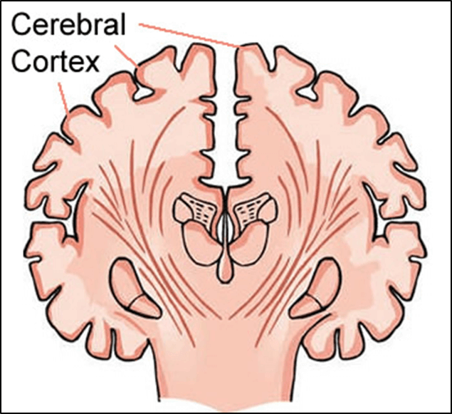 Anatomia do Cérebro cortex cerebral