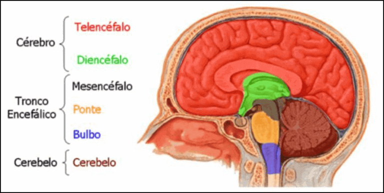 Anatomia do Cérebro partes